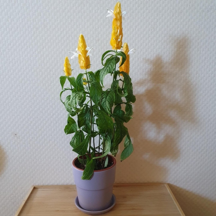 Пахистахис желтый