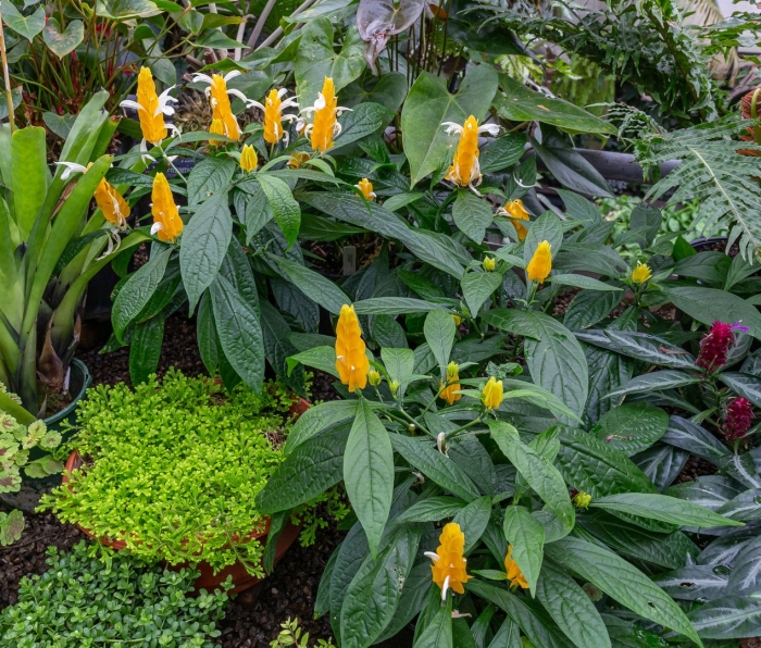 Пахистахис желтый