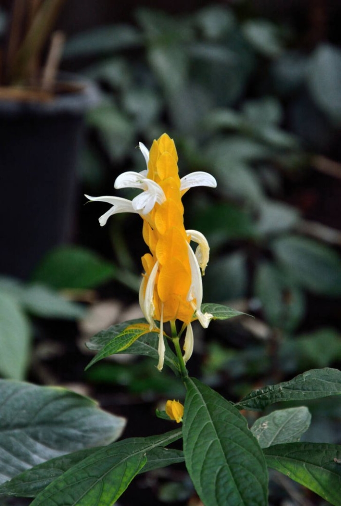 Pachystachys lutea