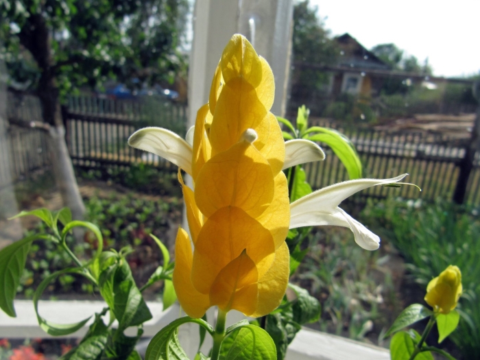 Пахистахис кассандра