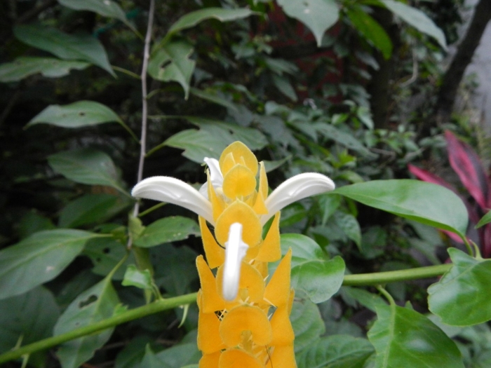 Пахистахис фиолетовый