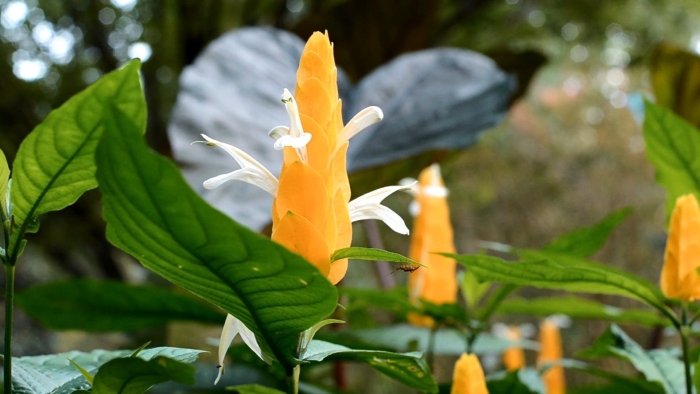 Пахистахис растение