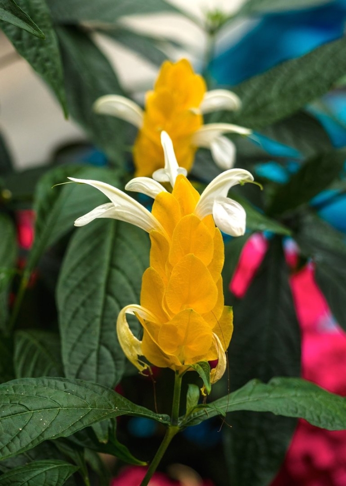 Целогина пахистахис