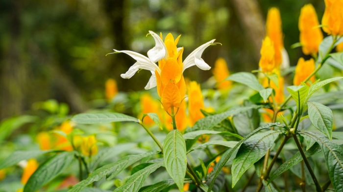 Пахистахис желтый