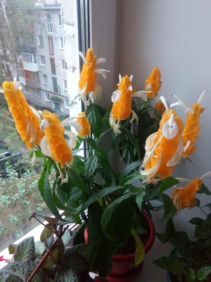 Пахистахис желтый