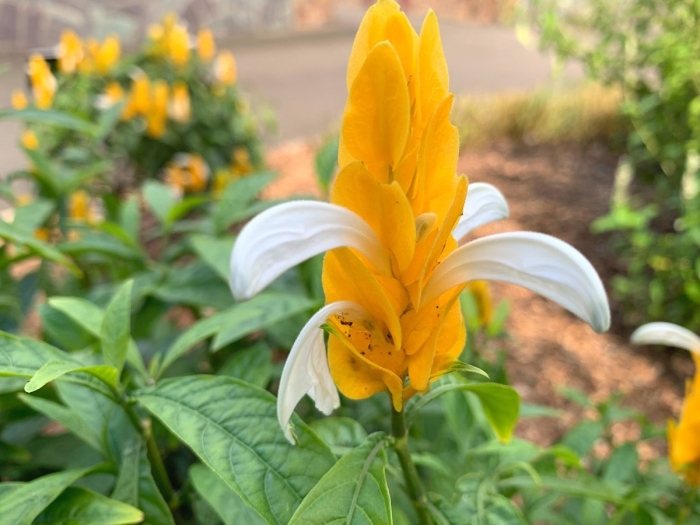 Пахистахис желтый