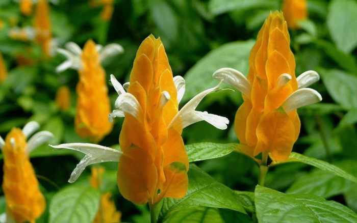 Пахистахис желтый