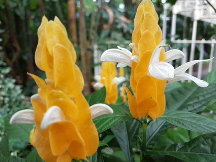 Пахистахис желтый