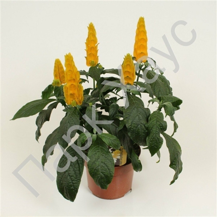 Пахистахис красный