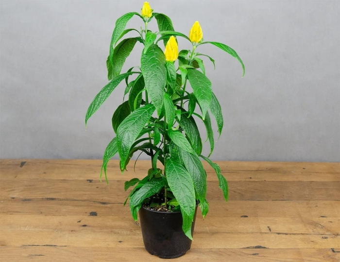 Пахистахис желтый