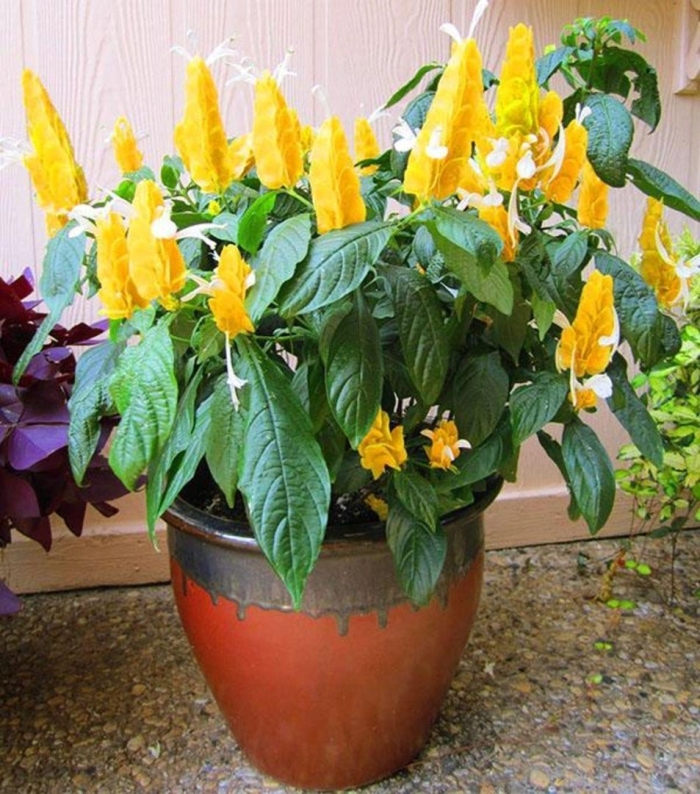 Пахистахис желтый