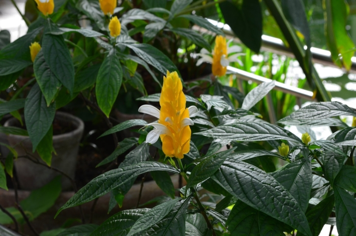 Пахистахис желтый