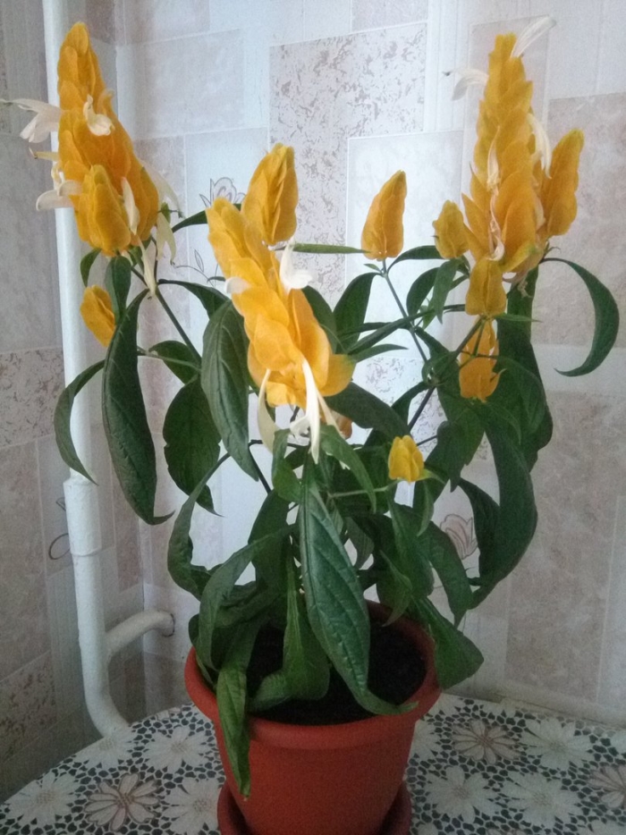 Пахистахис желтый