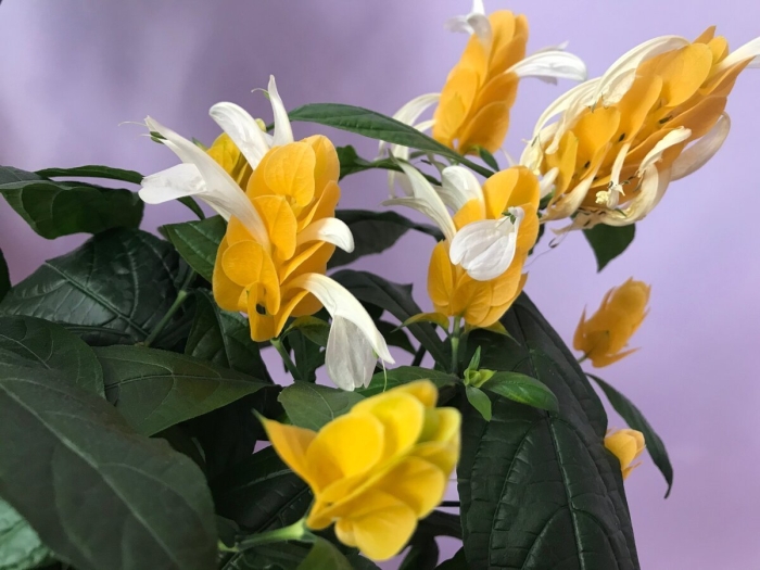 Кроссандра пахистахис