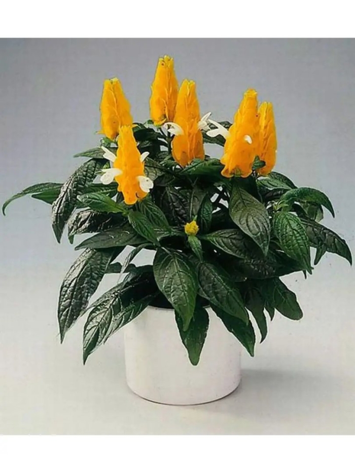 Пахистахис уход в домашних условиях