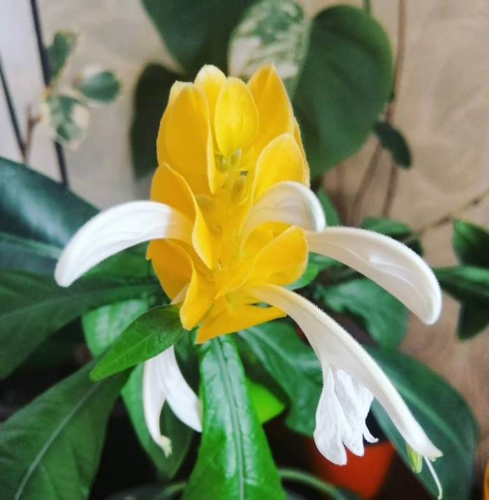 Кроссандра пахистахис