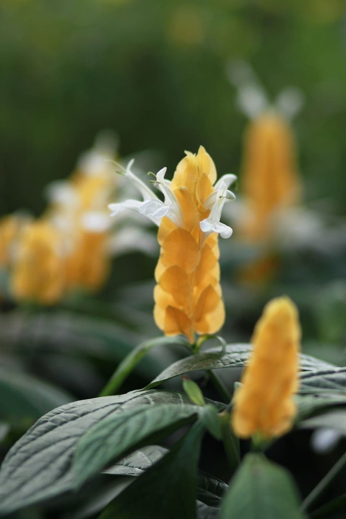 Цветок пахистахис желтый