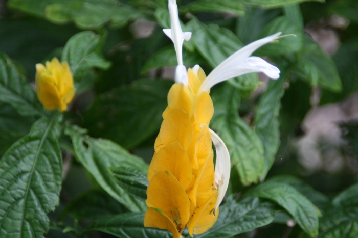 Пахистахис желтый