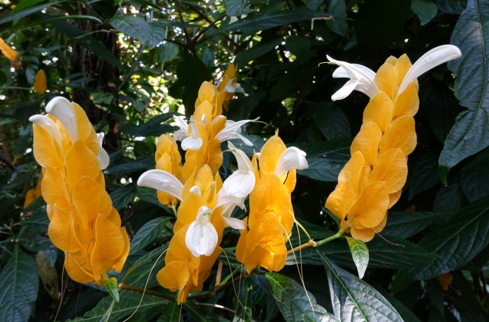 Пахистахис желтый