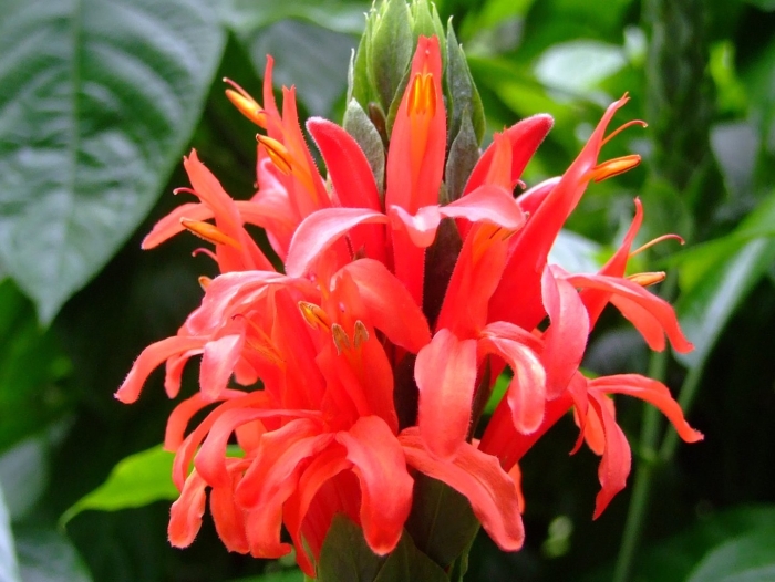 Цветок пахистахис красный