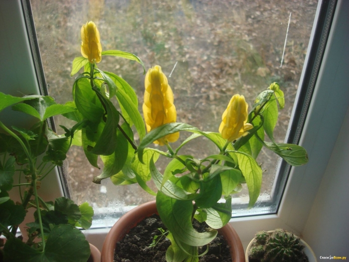 Цветок пахистахис желтый