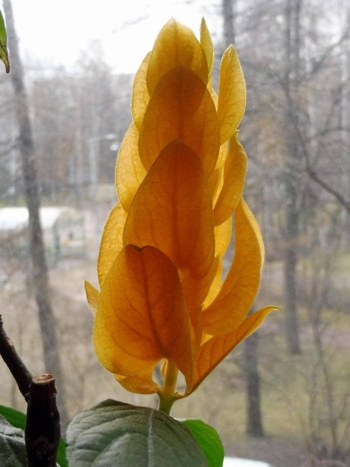 Пахистахис желтый