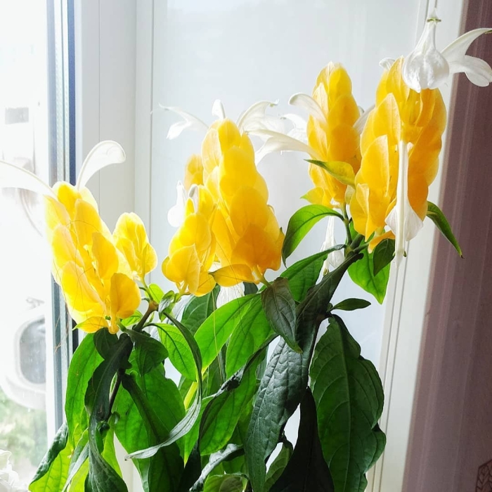 Пахистахис желтый