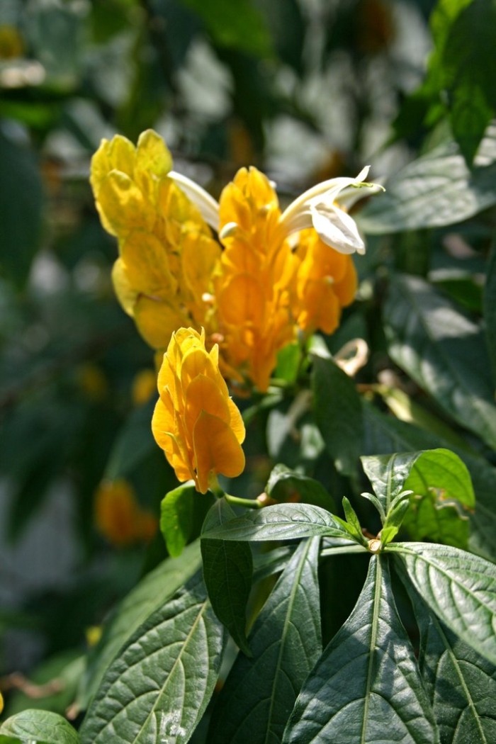 Пахистахис красный