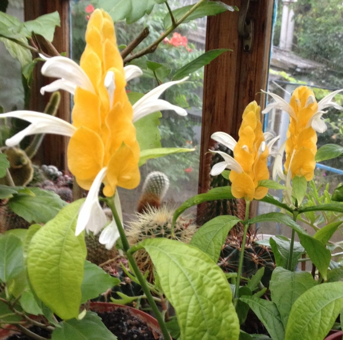 Кроссандра пахистахис