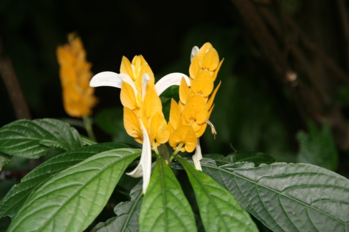 Pachystachys lutea