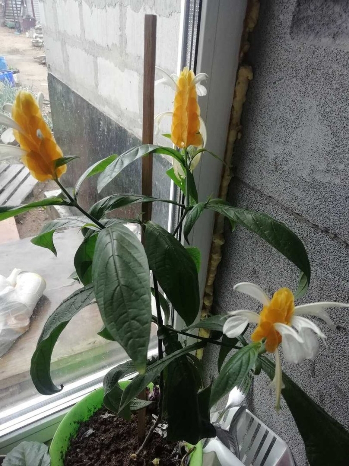 Кроссандра пахистахис