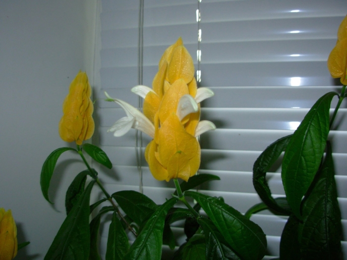 Пахистахис желтый