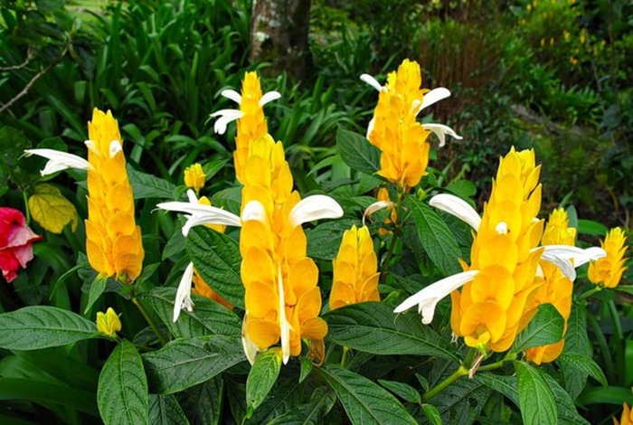 Пахистахис желтый