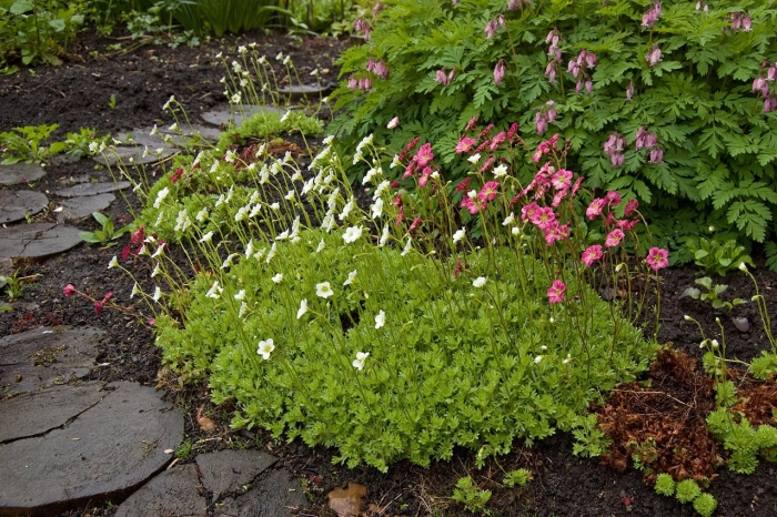 Камнеломка арендса schneeteppich