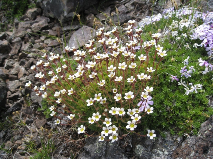 Камнеломка (saxifraga)