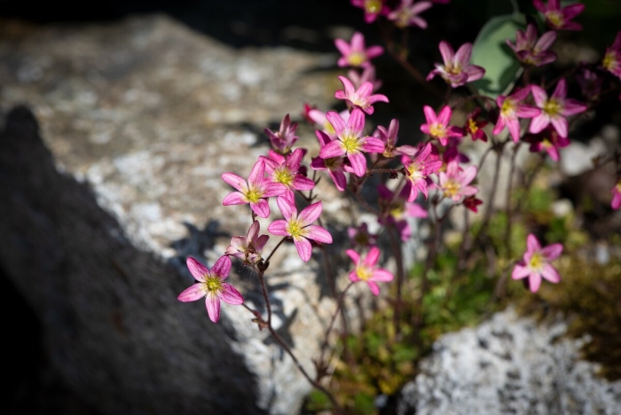 Камнеломка жестколистная