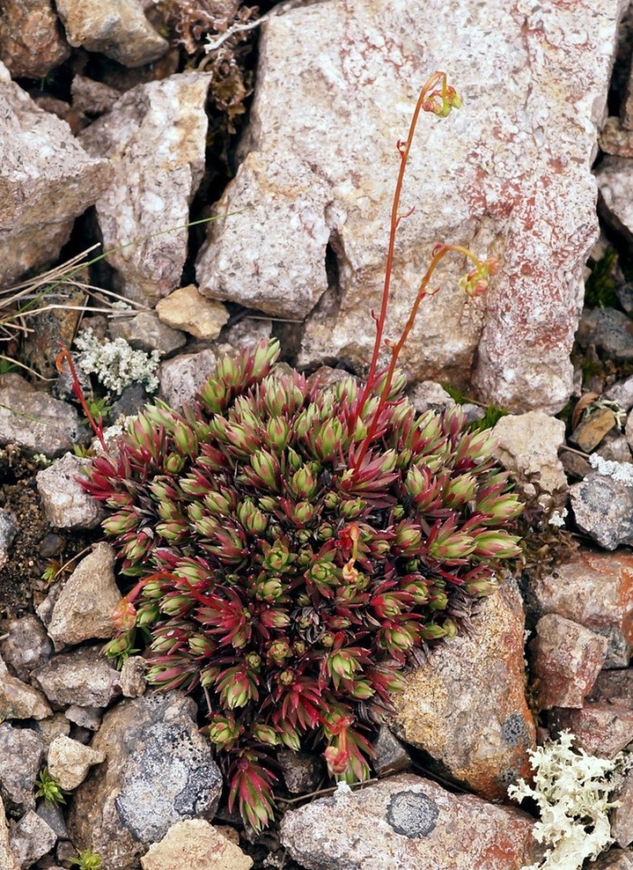 Saxifraga spinulosa