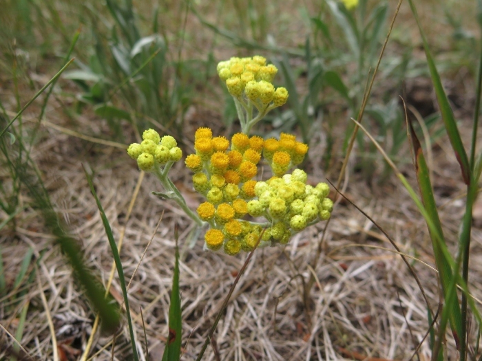Бессмертник песчаный цмин