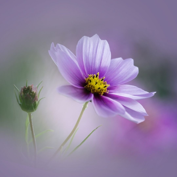 Cosmos flower