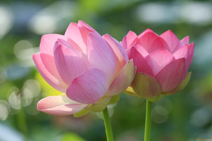 Цветок лотус