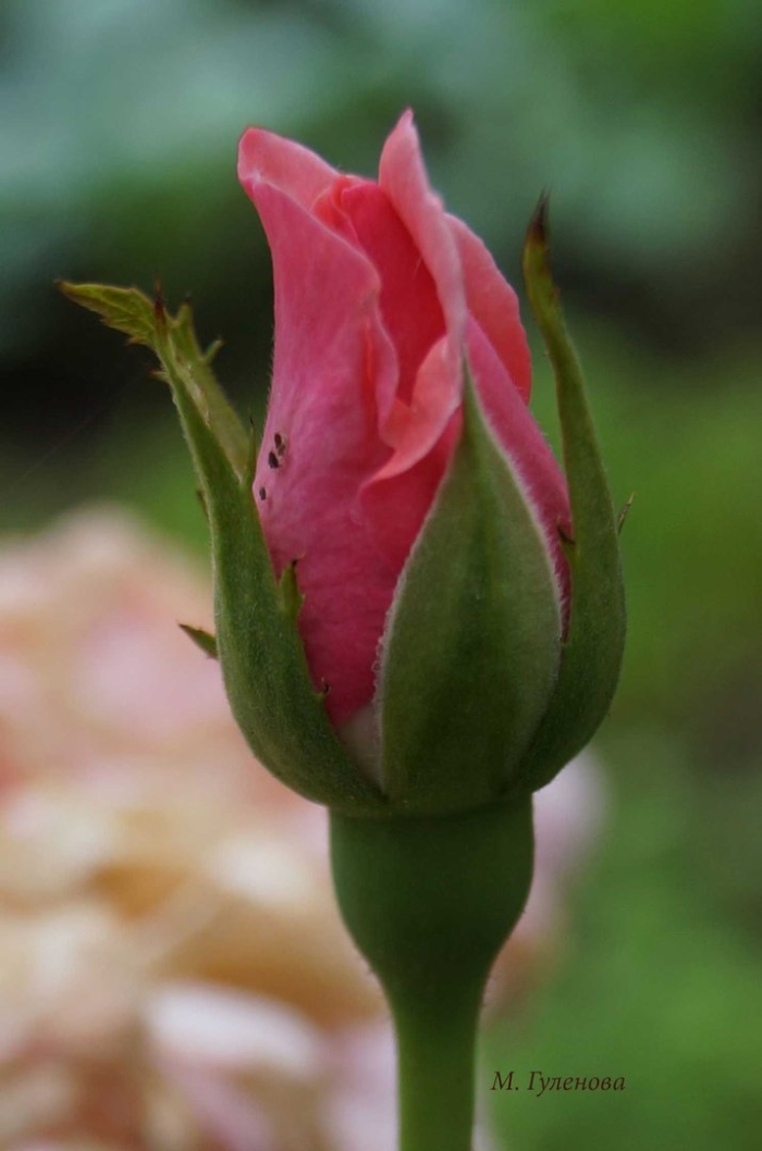 Роза бутон