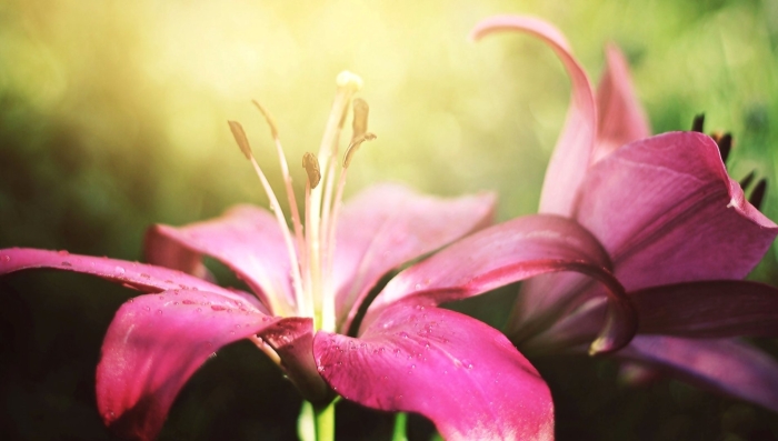 Лилия лотус джой