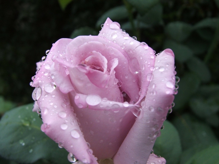 Роза в росе