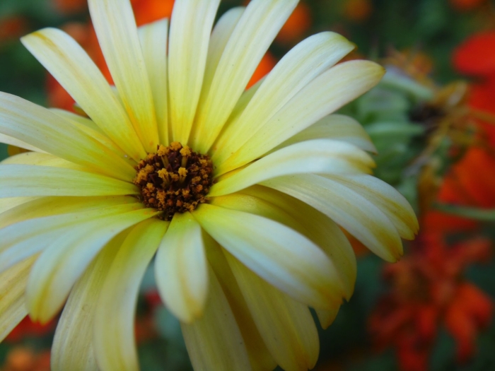 Цветы летние