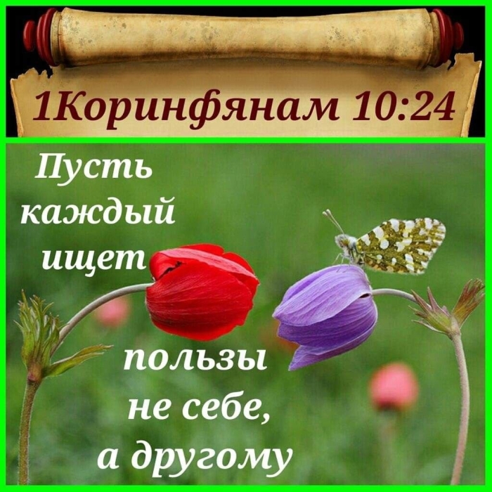 Цветок тюльпана