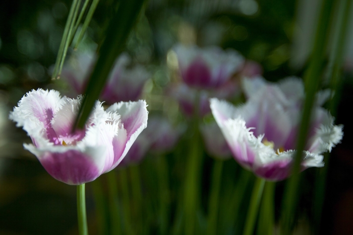 Бахромчатые тюльпаны