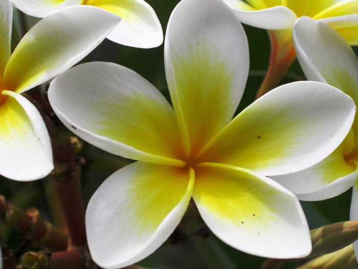 Франжипани бали