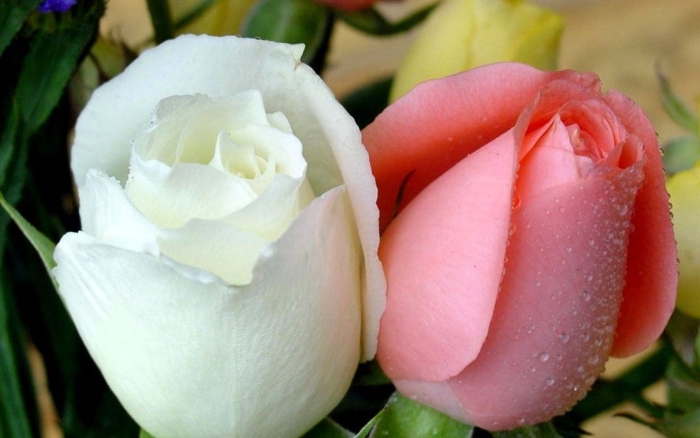 Цветок роза