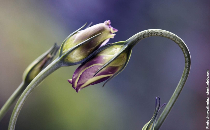 Бутоны цветов