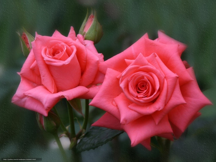 Роза бель роуз